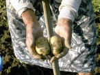 Kopání brambor